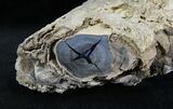 Polished Blue Forest Petrified Wood Limb ( oz) #28356-3